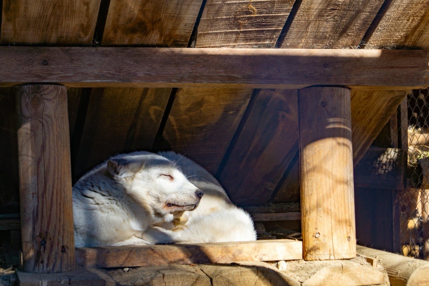 A white dog sleeping inside a rustic wooden shelter.