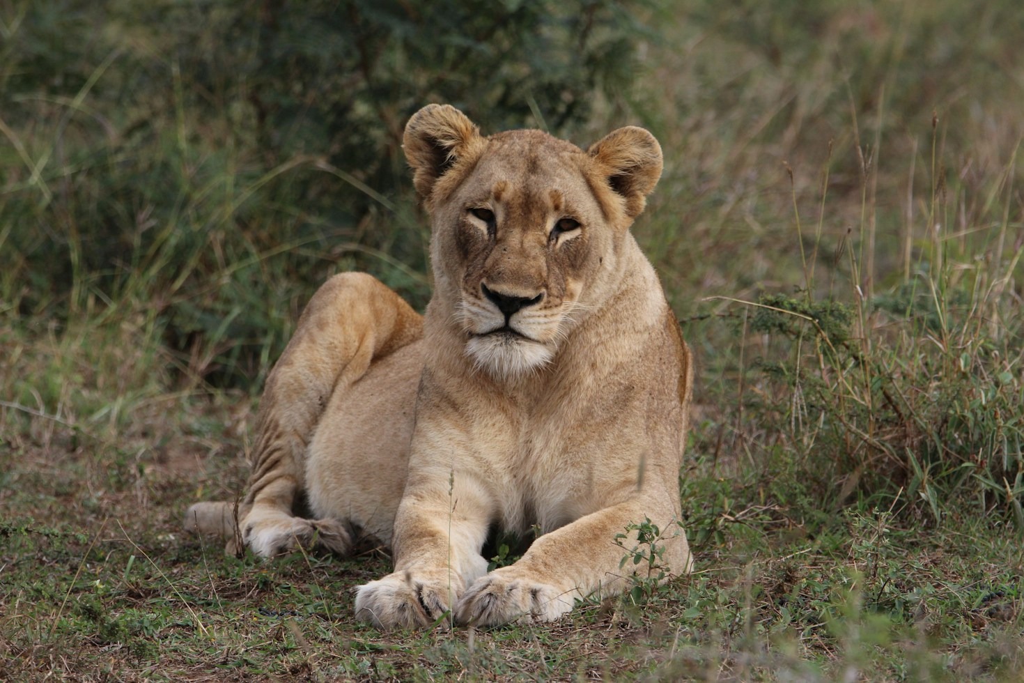 From Idea to Law: Developing Impactful Animal Welfare Policy